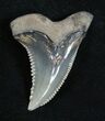 Large Inch Hemipristis Tooth #1872-1